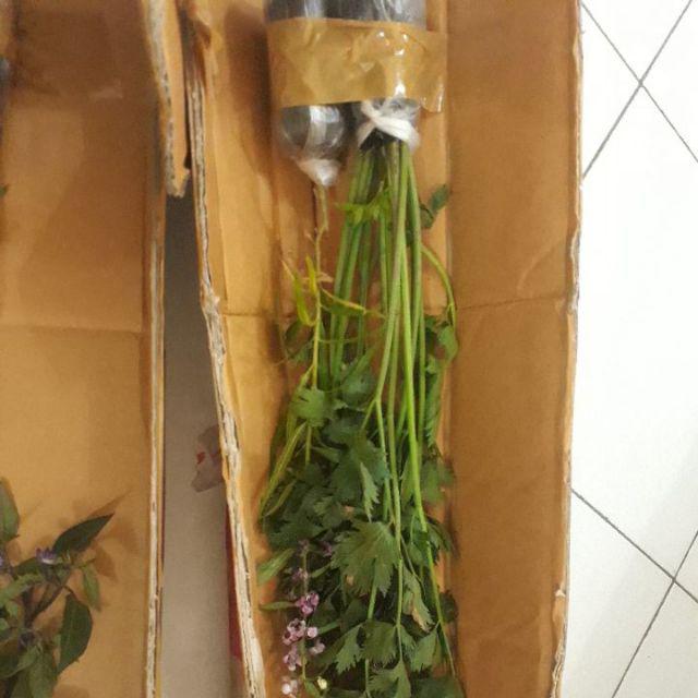 Bibit Zodiya Anti Nyamuk