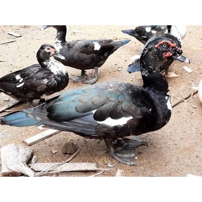 TELUR TETAS MENTOK DRAGON UNTUK DI TETASKAN