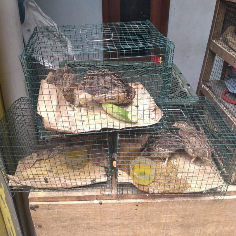 burung puyuh  jantan dan betina