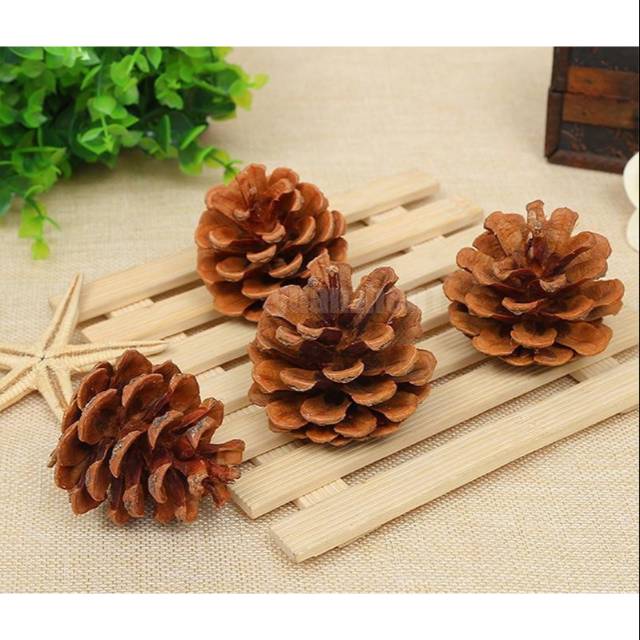 Bunga pinus kering alami bahan rustic buah pinus biji Bunga pinus kering alami bahan rustic buah pinus biji