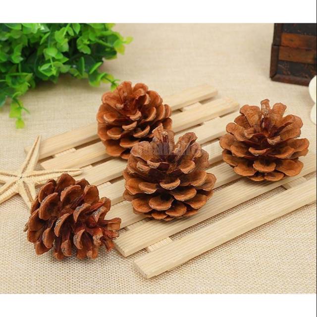  Bunga pinus kering  alami bahan rustic buah pinus  biji 