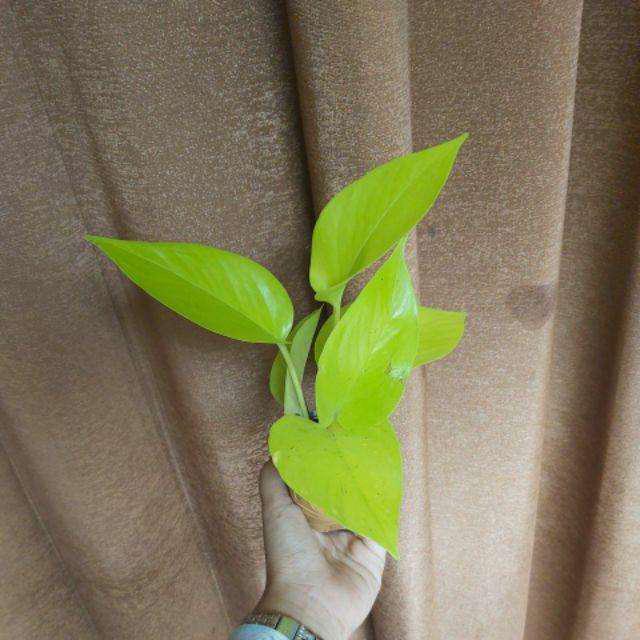 Sirih Gading Kuning(lemon)