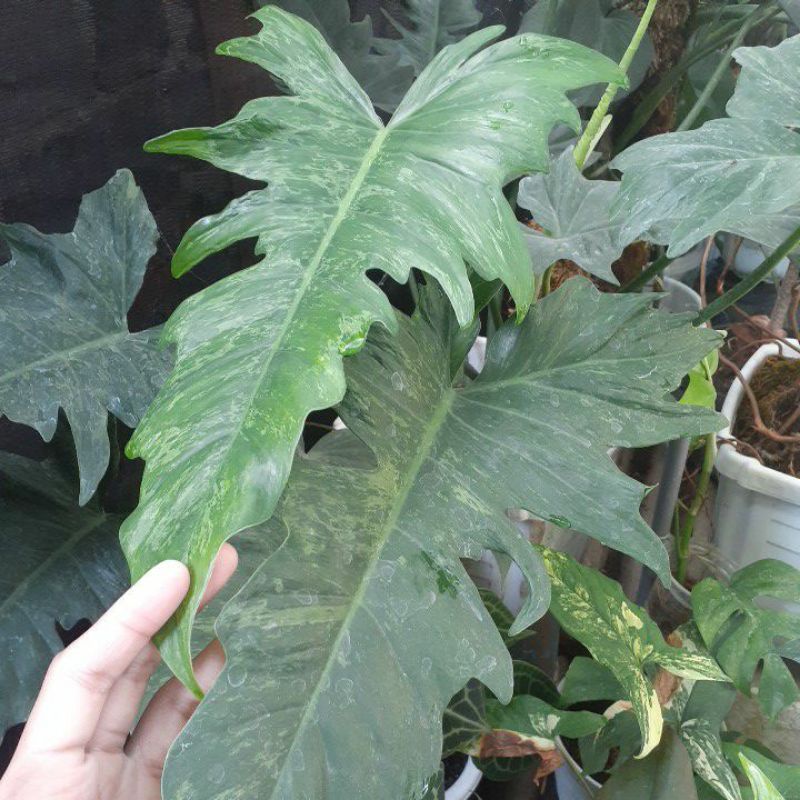 Philodendron Lime Fiddle