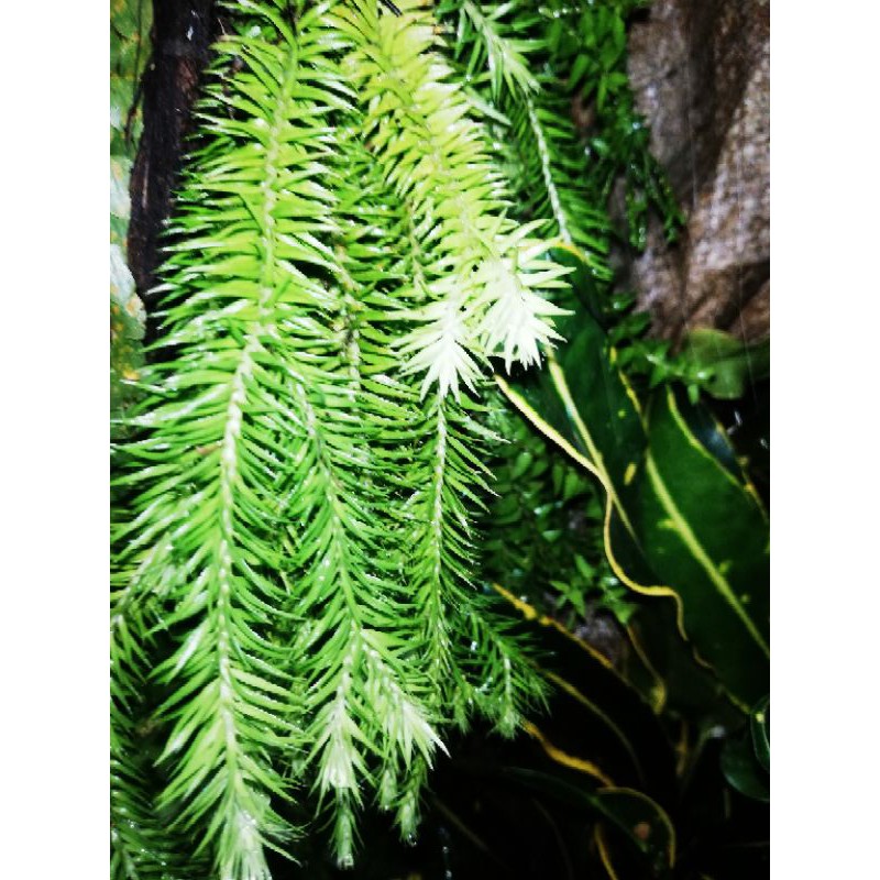 Huperzia  / promo /Huperzia