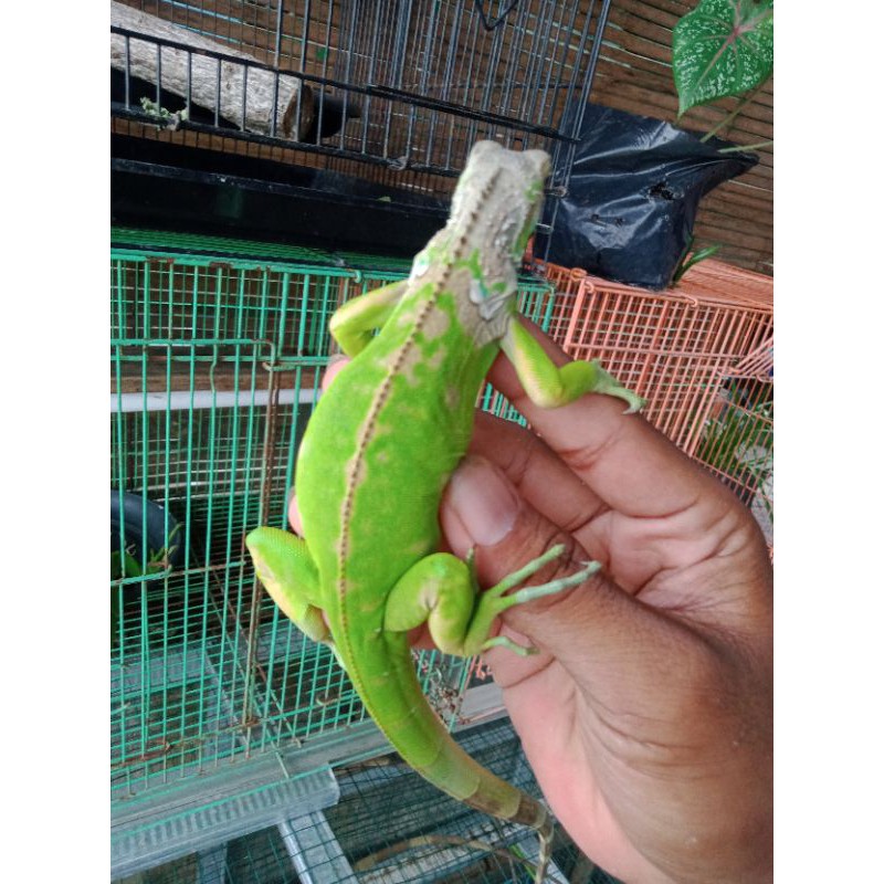 iguana gren colombia