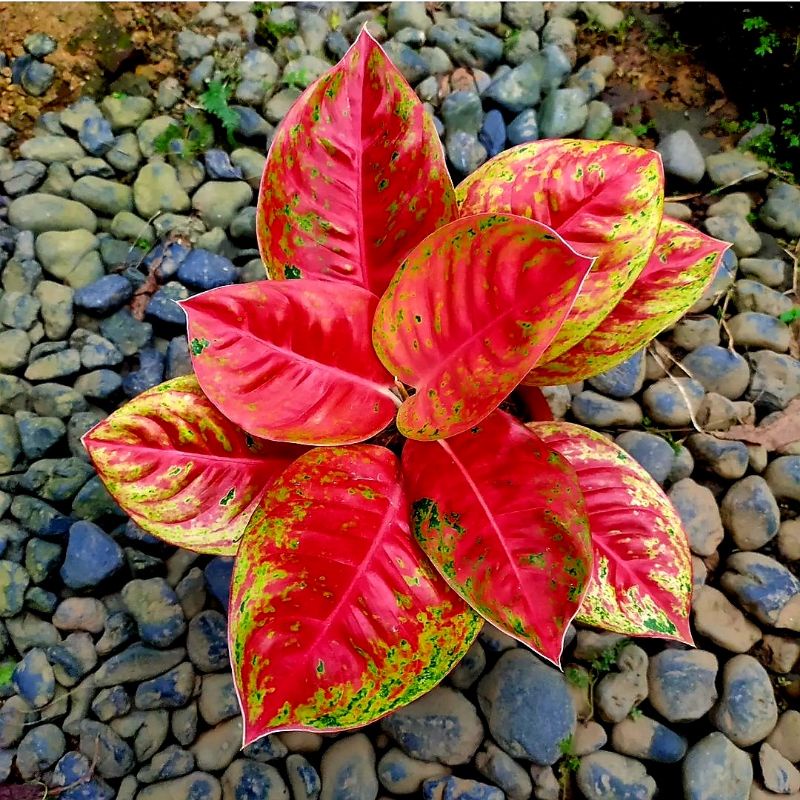 Tanaman Hias Aglonema Bigroy Super Merah | Bunga Hias Aglonema Red Bigroy Mutasi
