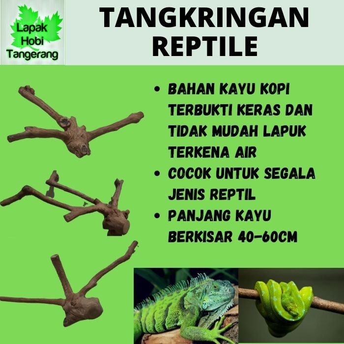 Kayu Tangkringan Reptil Iguana Ular Kadal