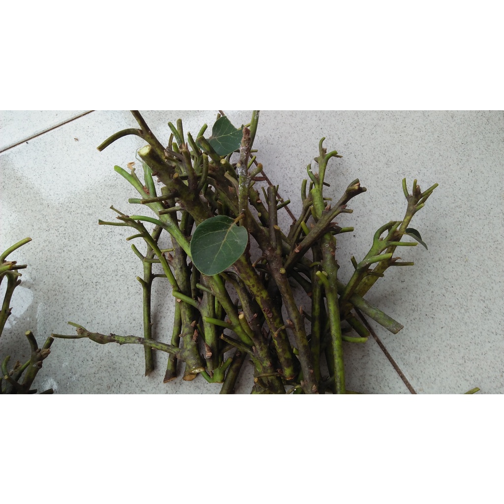 Entres Cutting Batang Segar Alpukat Pluwang