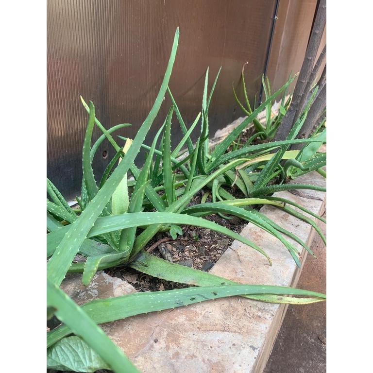Tanaman Lidah Buaya (Aloe Vera) Mini
