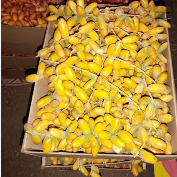 Kurma Muda Pekanbaru / Kurma Muda