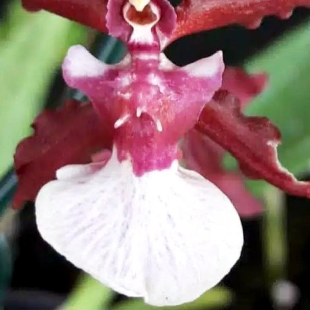 Anggrek Oncidium Sharry Baby Fragrance