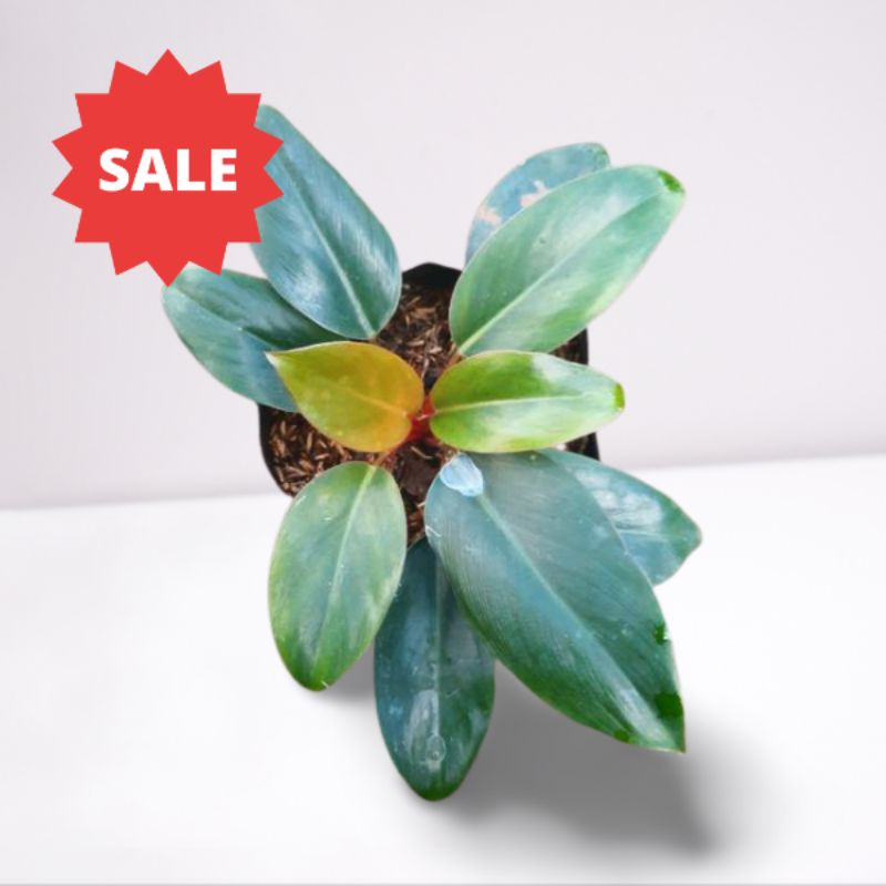 Philodendron Congo Red