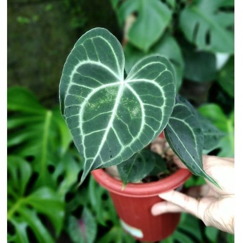 anthurium Clarinervium king hybrid - Anthurium Clarinervium - kuping gajah tarantula