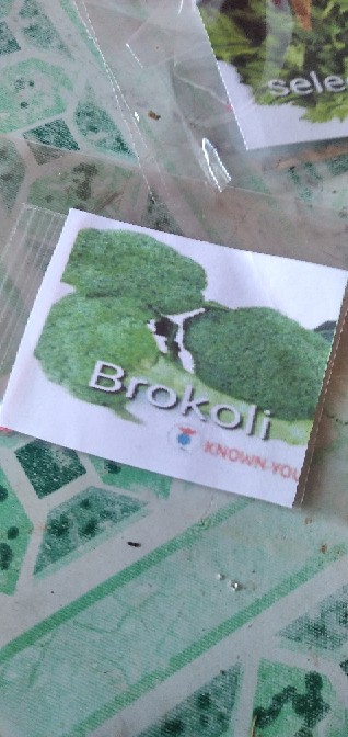Benih Brokoli