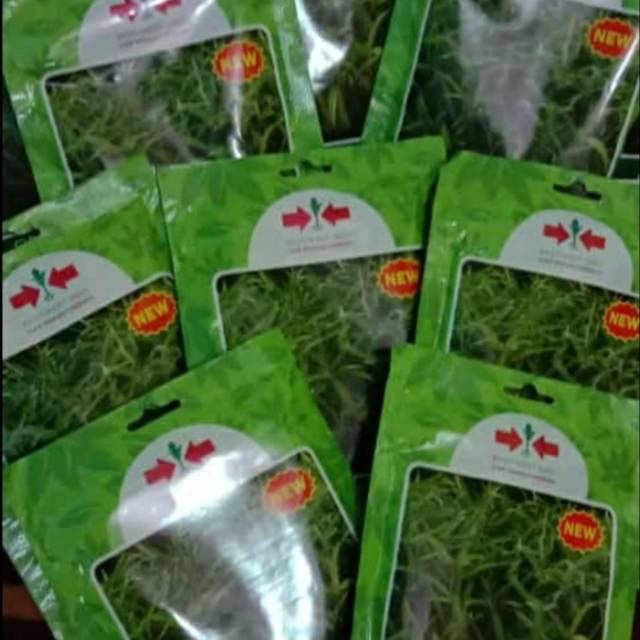 Bibit kanggung hidroponik