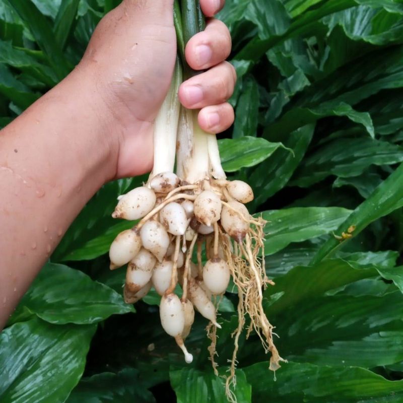 Kunyit Putih - Bibit Kunyit Putih - Tanaman Herbal Kunyit Putih - Bibit Tanaman Herbal Kunyit Putih