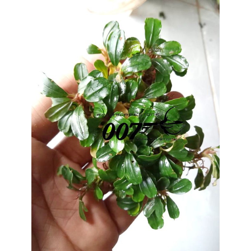 buce mini phantom tanaman aquascape
