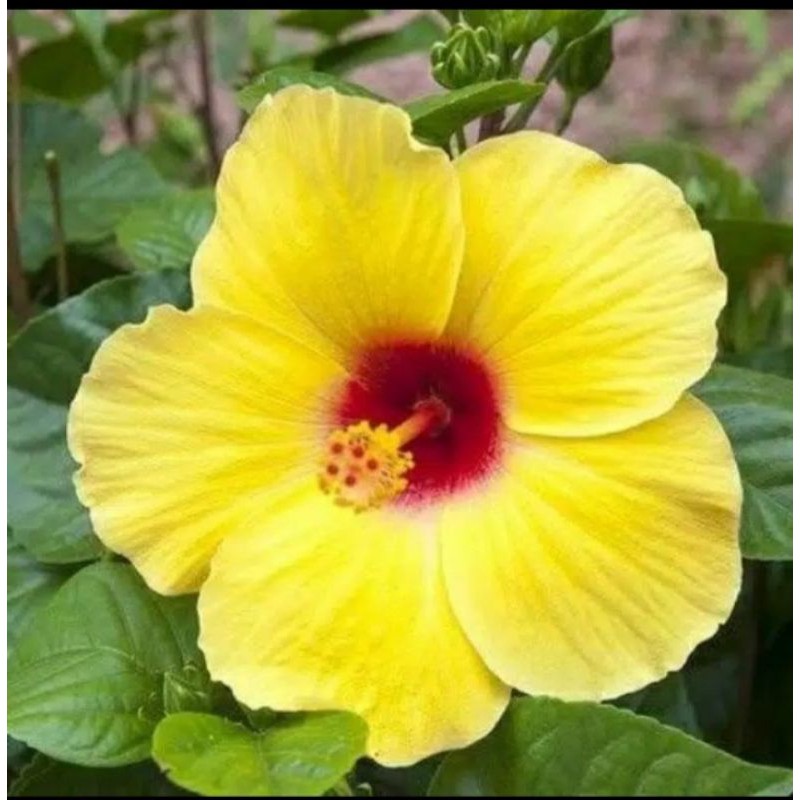 Tanaman Hias Kembang Sepatu Bunga Kuning / kembang sepatu