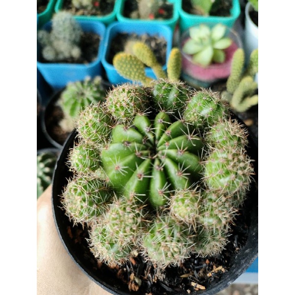 KAKTUS SANGGUL OWNROT BANYAK ANAK