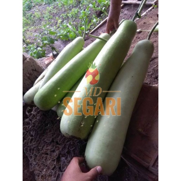 

BUAH LABU PUTIH/LABU AIR/LABU CINA 500gr
