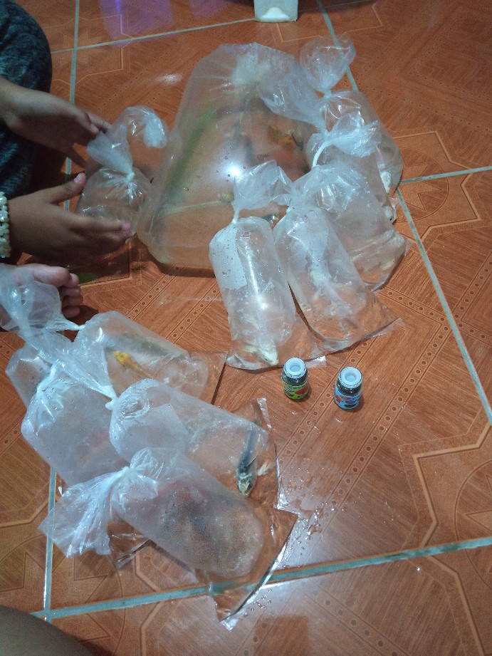 Ikan Hias Sapu Sapu Albino