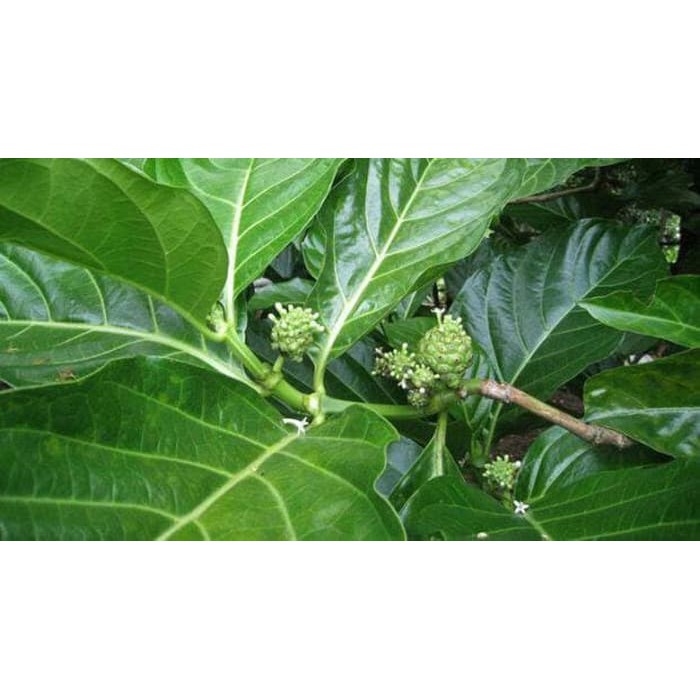 

TERBARU DAUN MENGKUDU SEGAR MORINDA CITRIFOLIA Ready