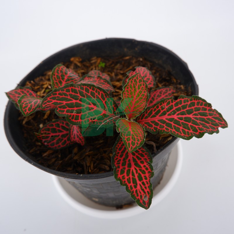 Tanaman hias pitonia merah / Tanaman fittonia merah - BAKUL KEMBANG