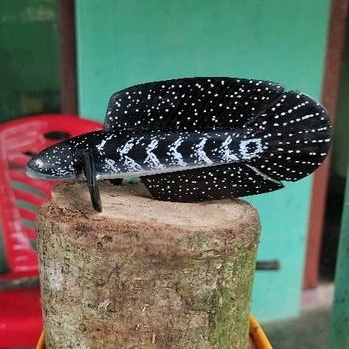 Patung Untul Channa Asiatica 15cm