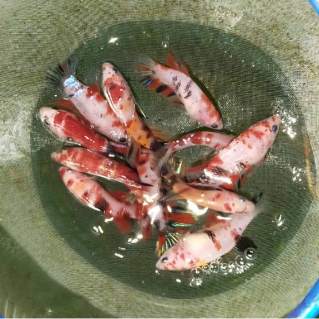 Ikan cupang koi Galaxy,emerald,nemo