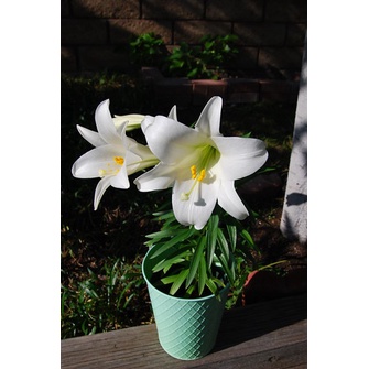 Tanaman hias easter lily BELUM BERBUNGA Bibit - BAKUL KEMBANG