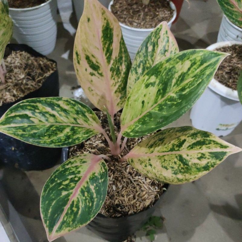 Bunga aglonema Obama