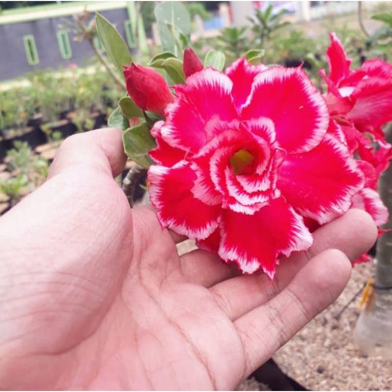 Adenium merah