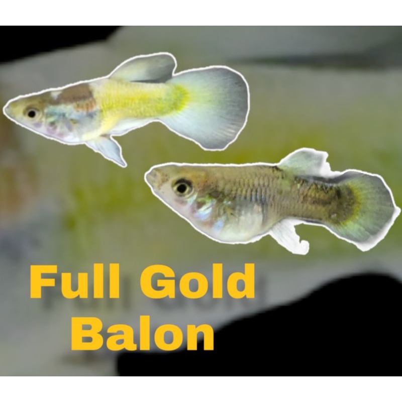 ikan Hias ikan guppy full gold balon