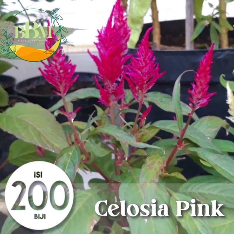 Benih Biji Bunga Celosia Pink