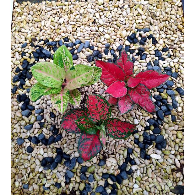 [✅COD] PAKET 3 POHON - (AGLONEMA PAKET) / EMERALD RED ANJAMANI DUD ANJAMANI / PAKET AGLONEMA