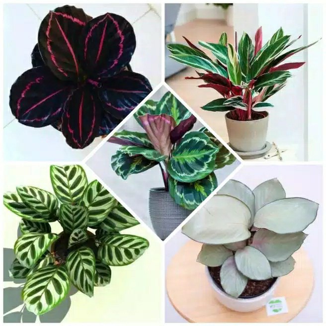 Paket Murah 5 Jenis Calathea Tanaman Hias Terlaris