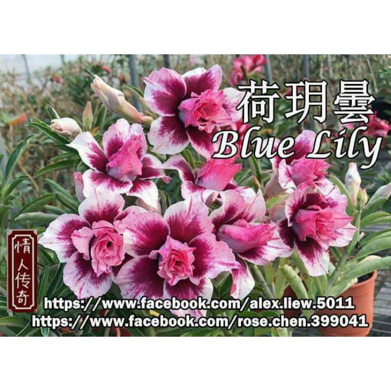 ADENIUM BUNGA TUMPUK -BLUE LILY-