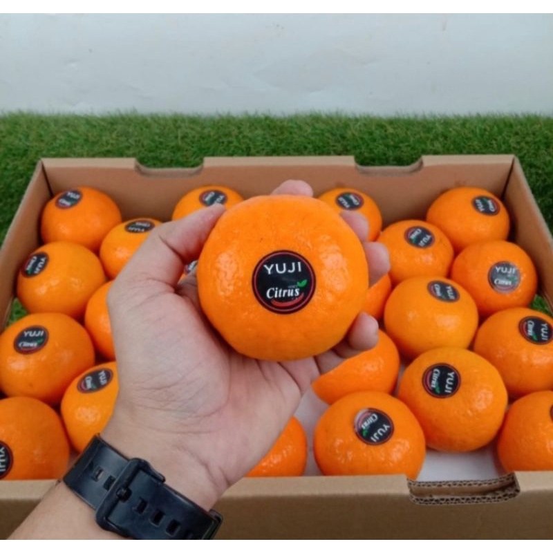 

Jeruk wokam /wogam Yuji fresh import per 1 dus