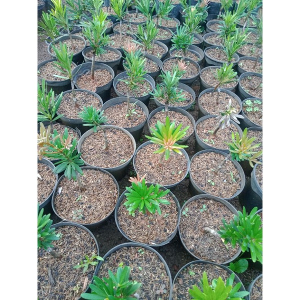 lohansung pucuk pink.