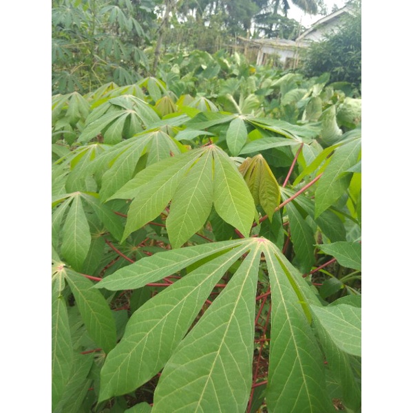 

sayur,pucuk singkong fresh dari kebun berat 500-1kg