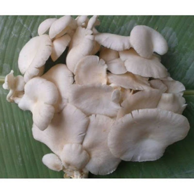 

Jamur Tiram 250 Gram