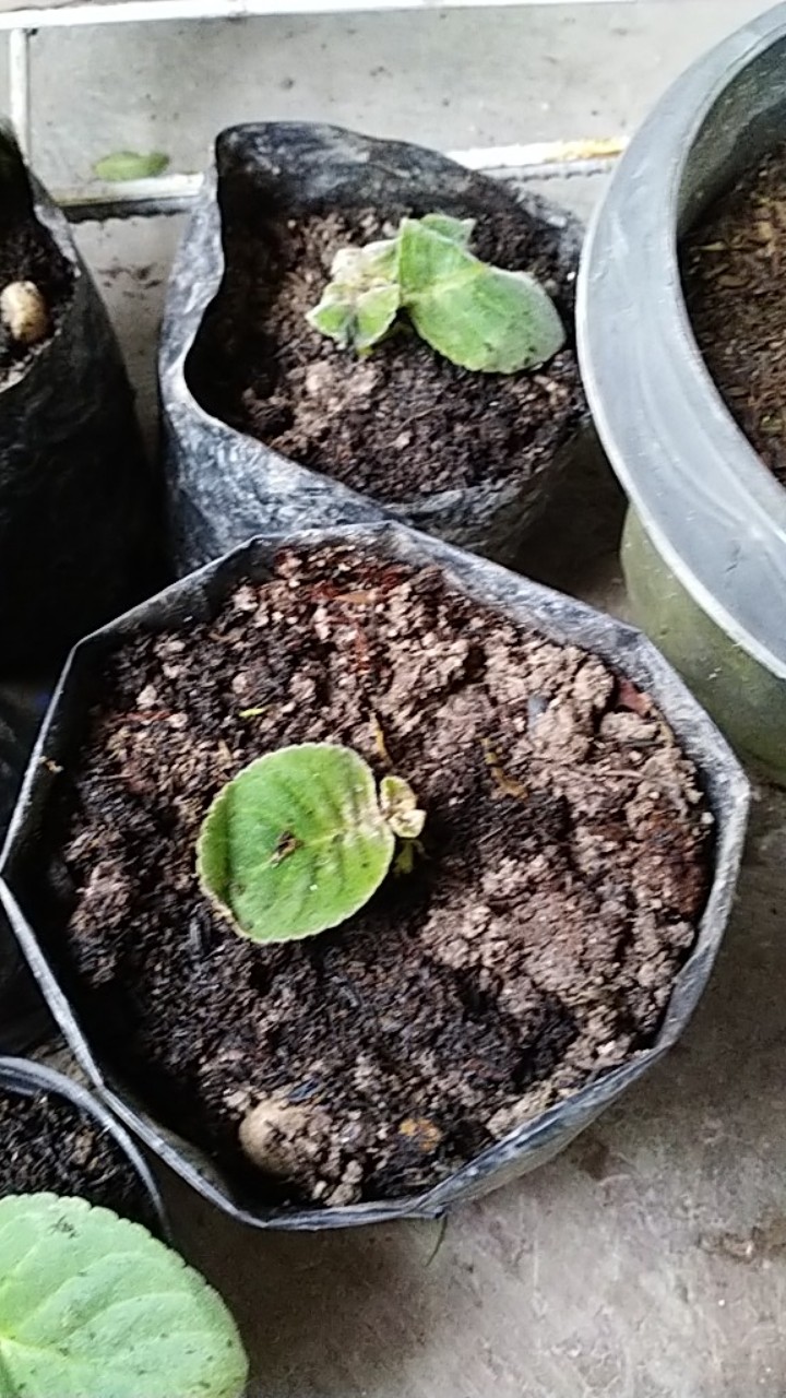 Tanaman Hias - Bunga Gloxinia - Warna Random