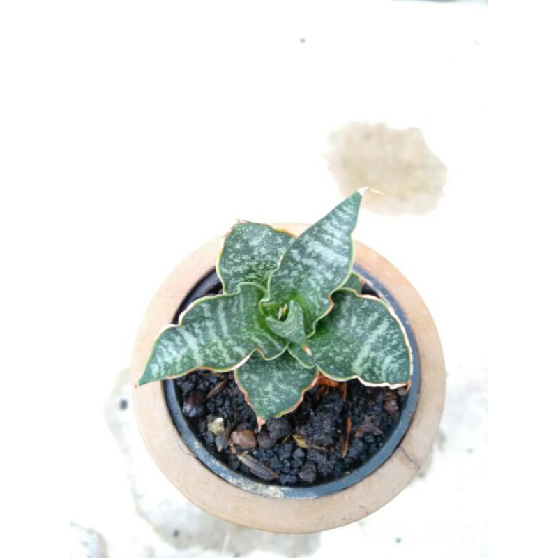 Tanaman hias mini sansevieria / sansivera hybrid ballyi x cordova