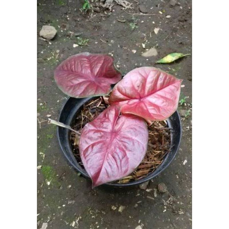 Caladium Red Devil