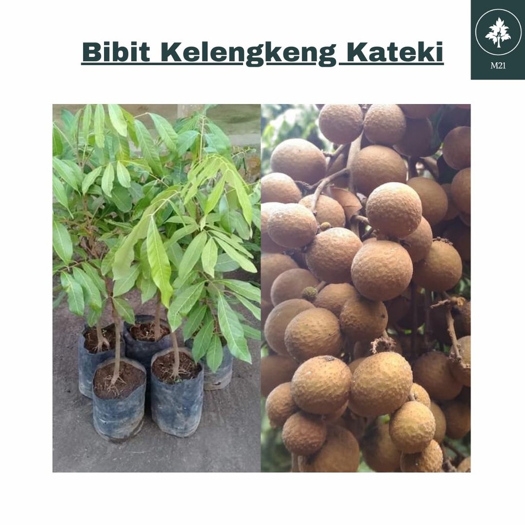 Bibit Kelengkeng Kateki Bibit Uggul