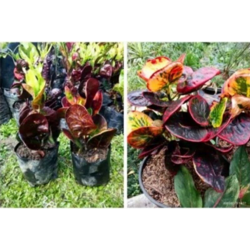 Tanaman Hias Puring Apel Atu Bibit Tanaman Hias Puring Apell/Bibit Tanaman Hias Puring Apel