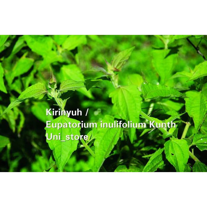 

Herbal Daun Kirinyuh / Eupatorium inulifolium Kunth [fresh produk]