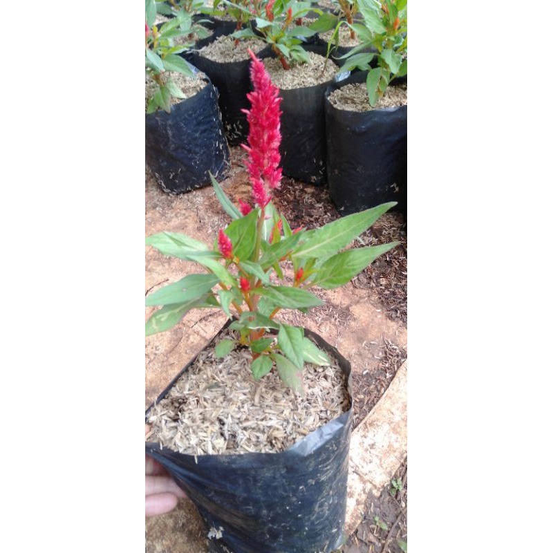 Tanaman hias bunga - bunga jengger ayam - jengger ayam