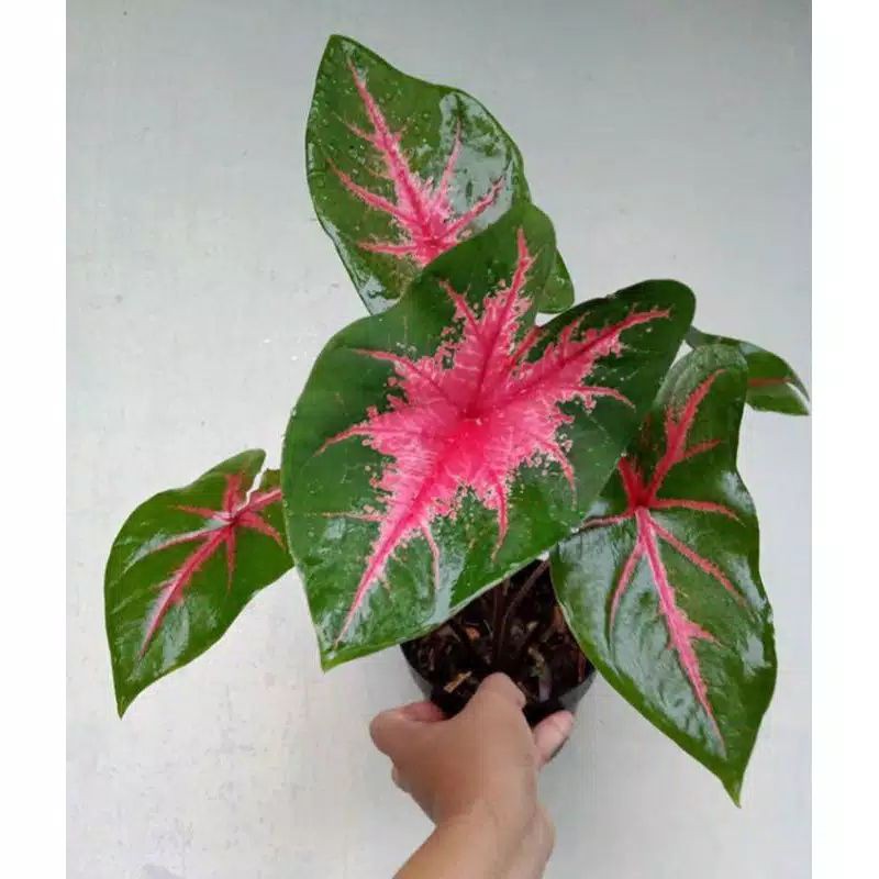 Tanaman Hias Caladium Ace of Heart - Keladi Jantung Hati