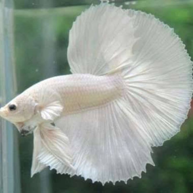 Hiasan Akuarium - Cupang Halfmoon White Platinum